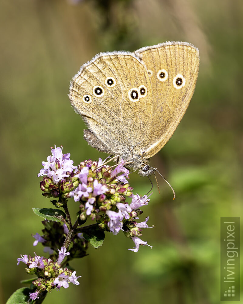 Brauner Waldvogel (Ringlet)