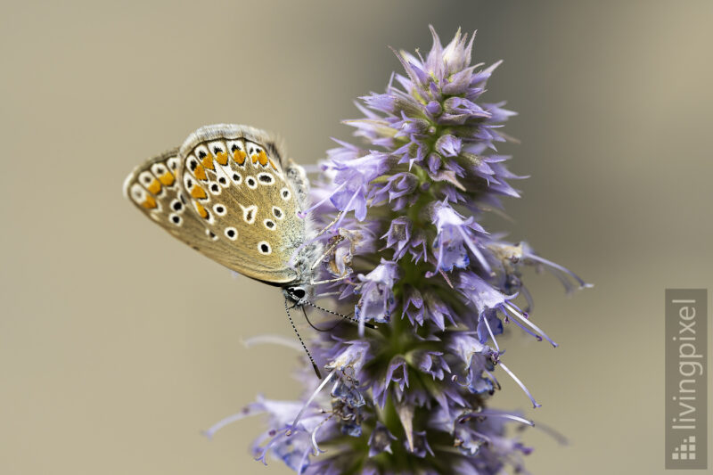 Kleiner Sonnenröschen-Bläuling (Aricia agestis)
