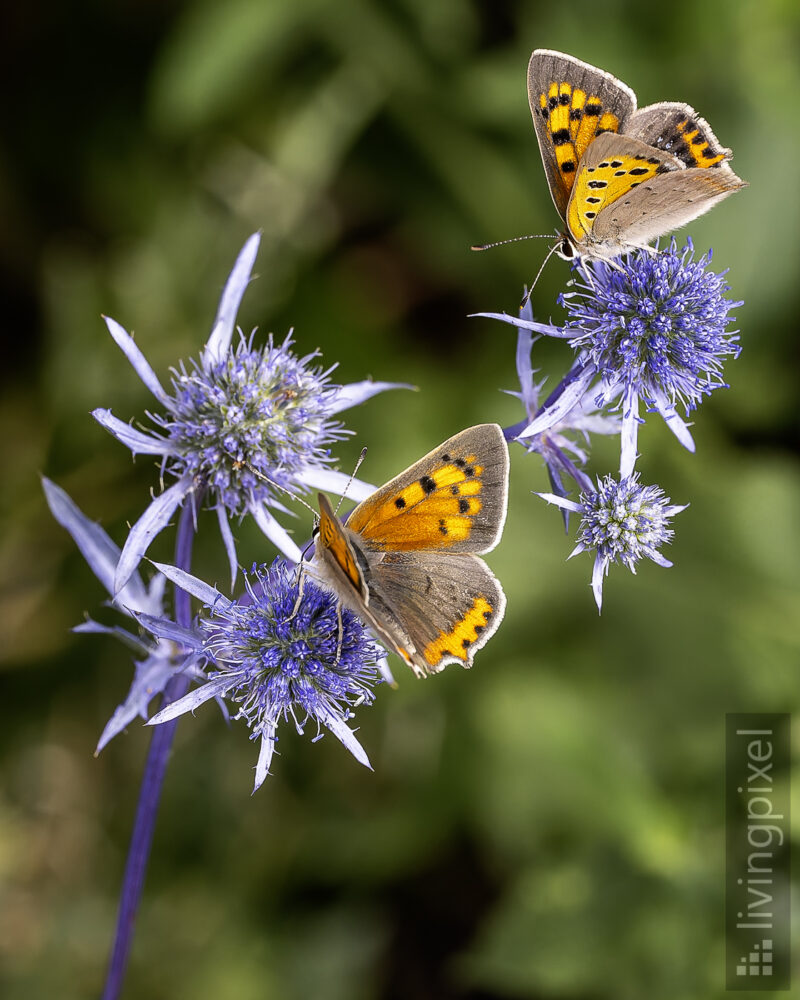 Kleiner Feuerfalter (Common copper)