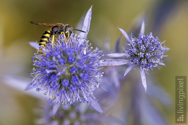 Bienenwolf (European beewolf)