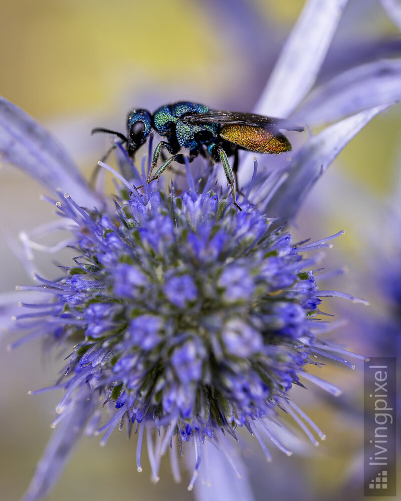 Gemeine Goldwespe (Chrysis ignita)