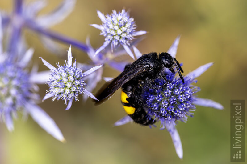 Borstige Dolchwespe (Scolia hirta)