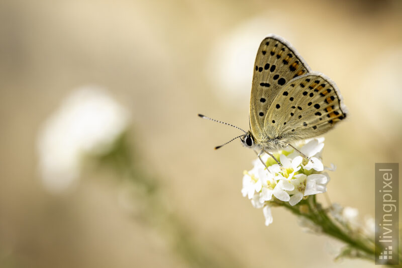 Brauner Feuerfalter (Lycaena tityrus)