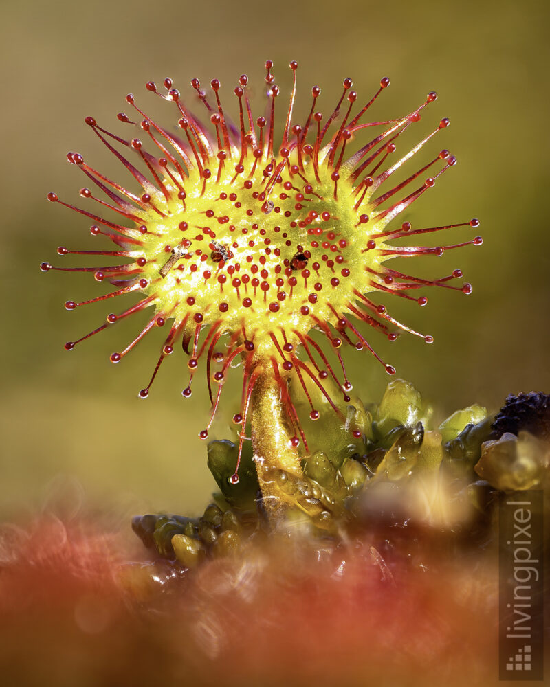 Rundblättriger Sonnentau (Round-leaved sundew)