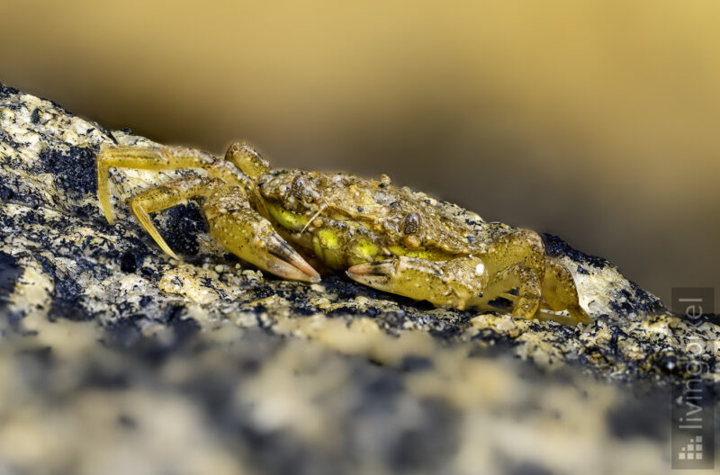Gemeine Strandkrabbe 8Carcinus maenas)