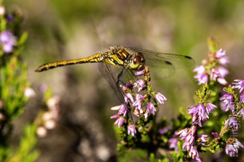 Große Heidelibelle (Common darter)