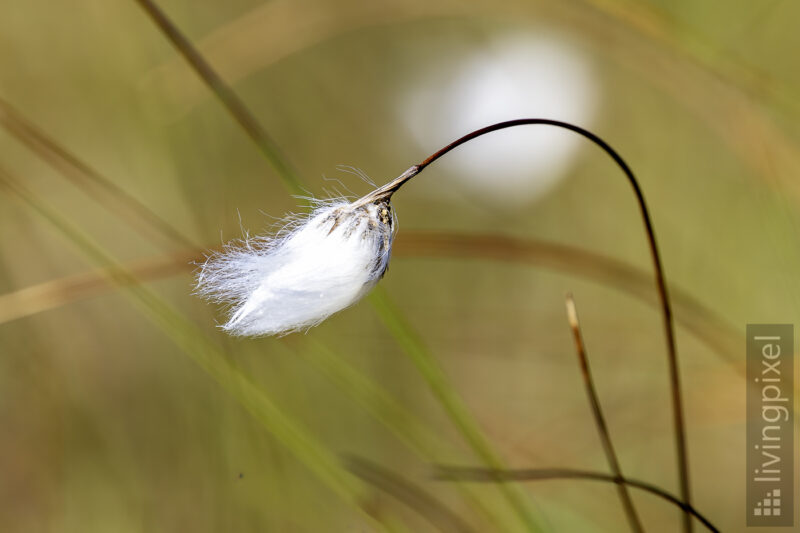 Wollgras (Eriophorum)