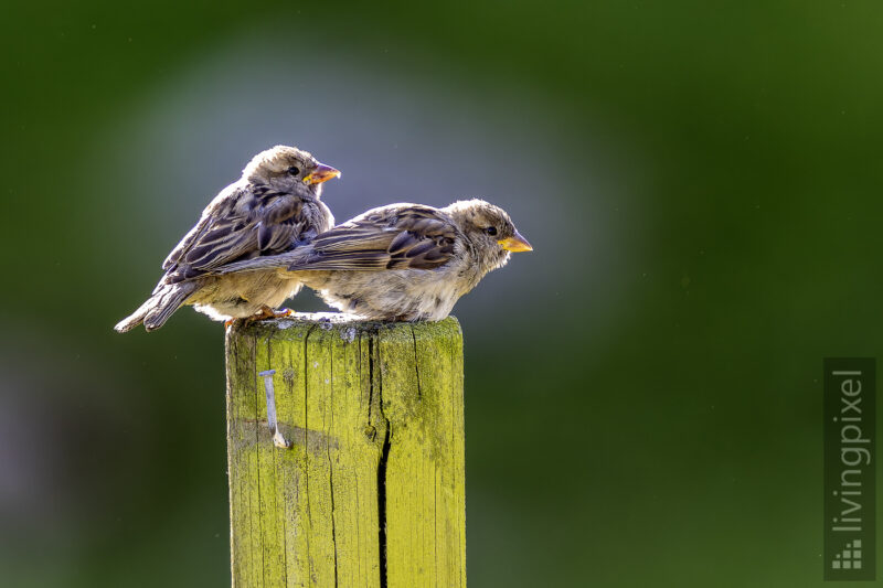 Haussperling (House sparrow)