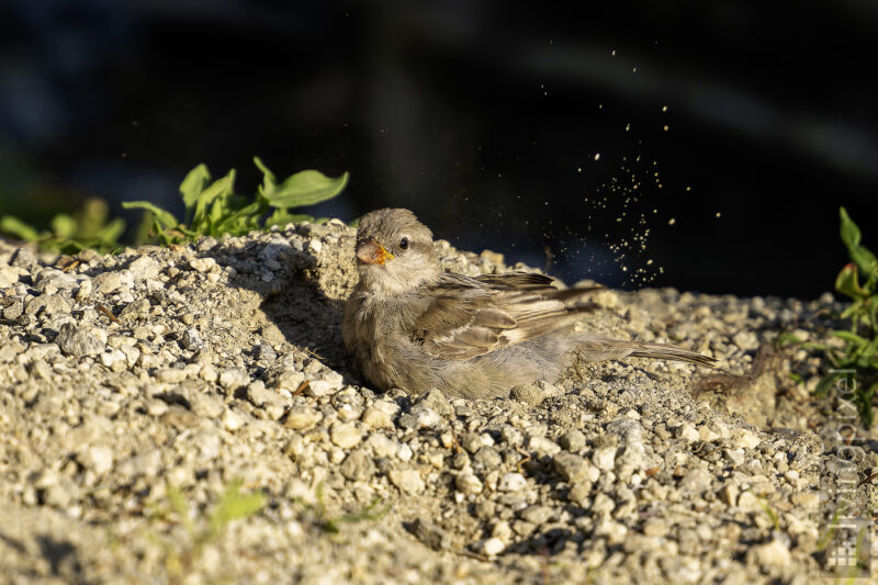 Haussperling (House sparrow)