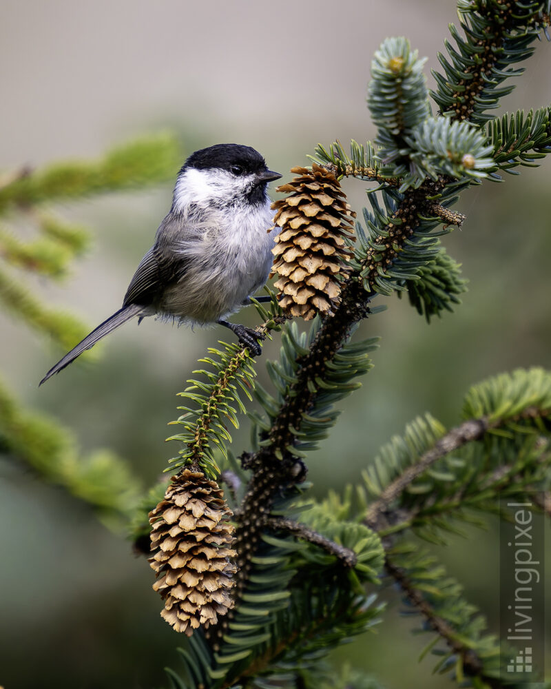 Sumpfmeise (Marsh tit)
