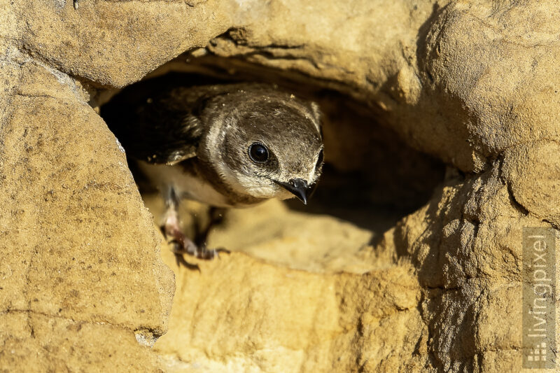 Uferschwalbe (Sand martin)