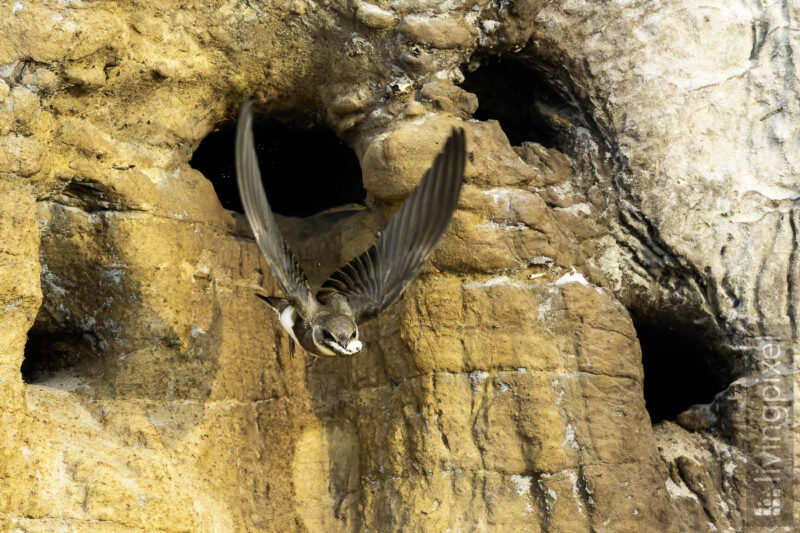 Uferschwalbe (Sand martin)