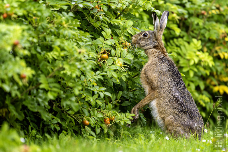 Wildkaninchen (European rabbit)