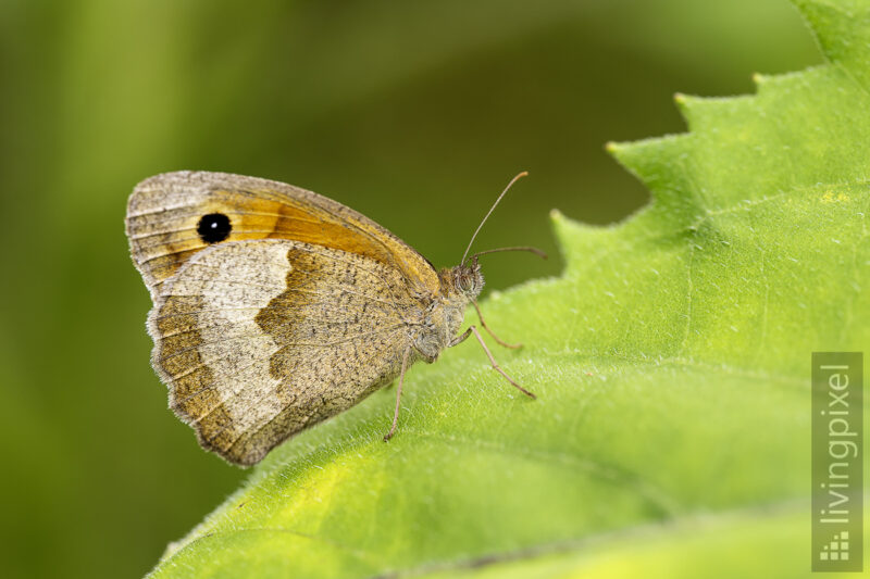 Großes Ochsenauge (Meadow brown)