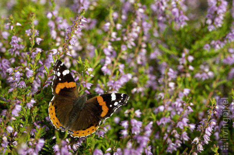 Admiral  (Red admiral)