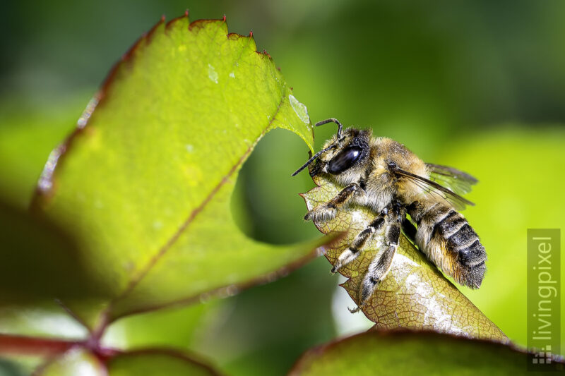 Garten-Blattschneiderbiene (Megachile willughbiella)