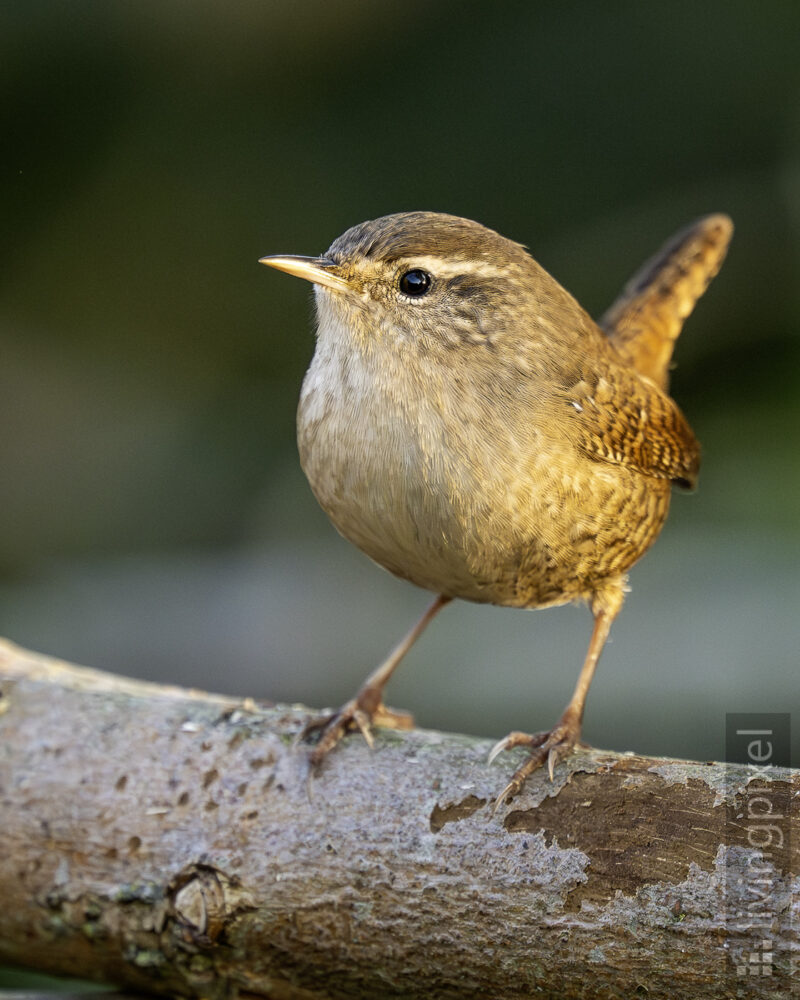 Zaunkönig (Eurasian wren)