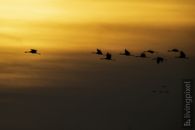 Kranich (Common crane)