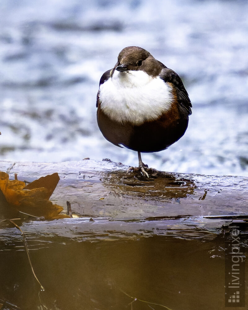 Eurasische Wasseramsel (White-throated dipper)