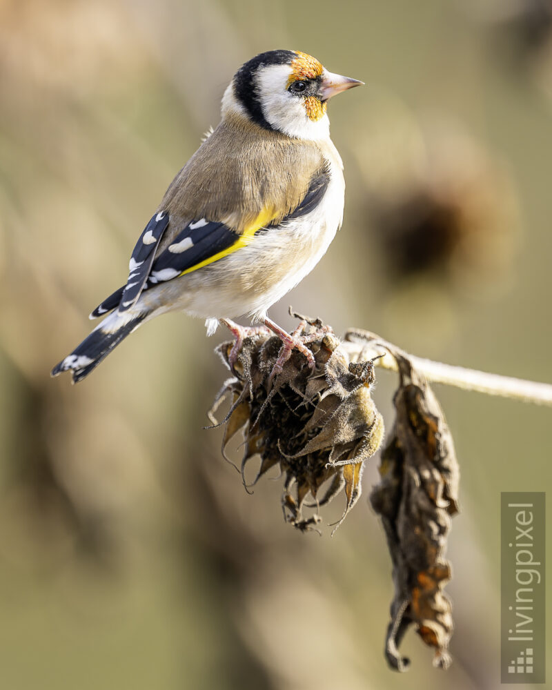 Stieglitz (European goldfinch)