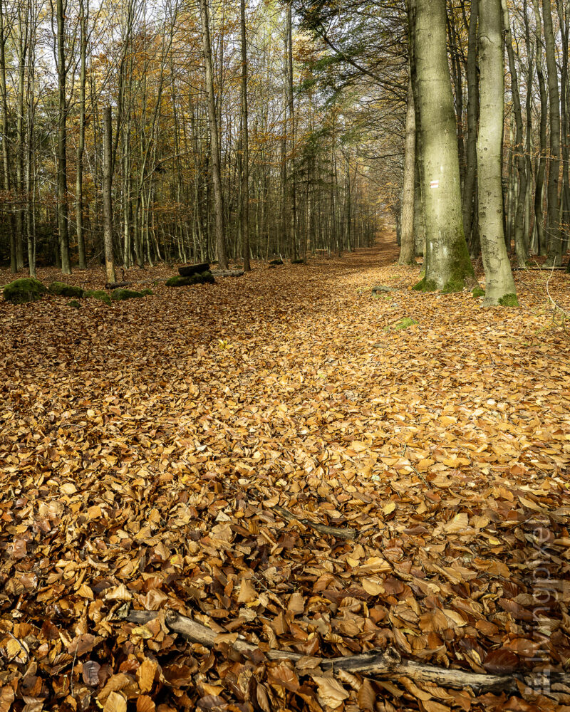 Herbst im Buchenwald