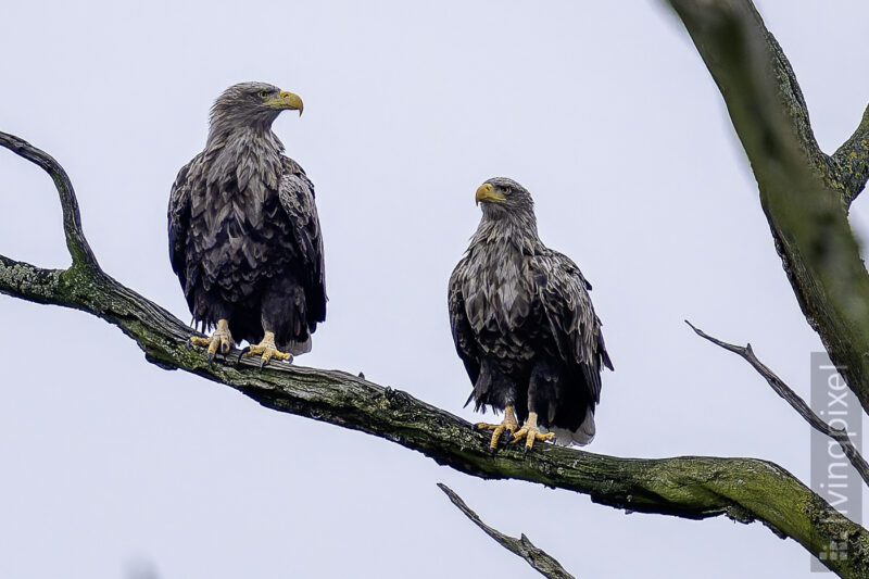 Seeadler (White-tailed eagle)