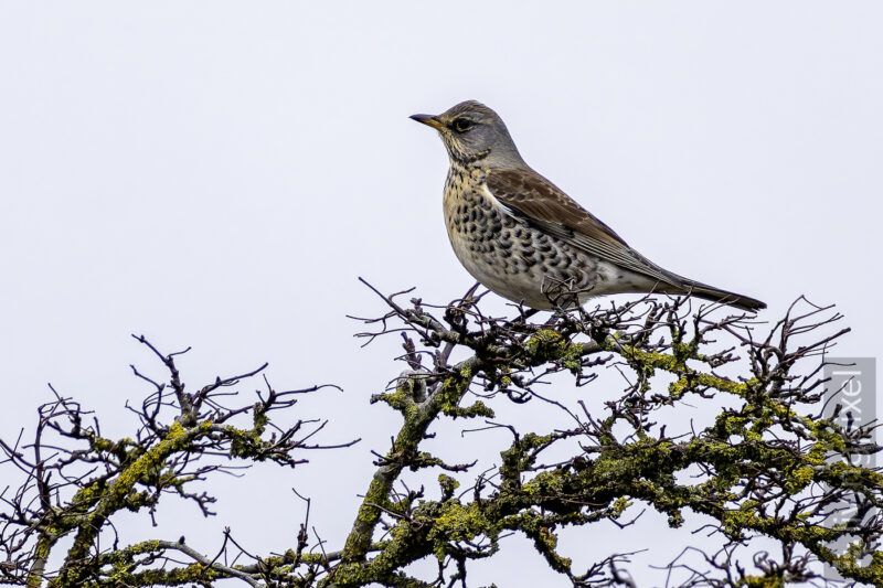 Wacholderdrossel (Fieldfare)