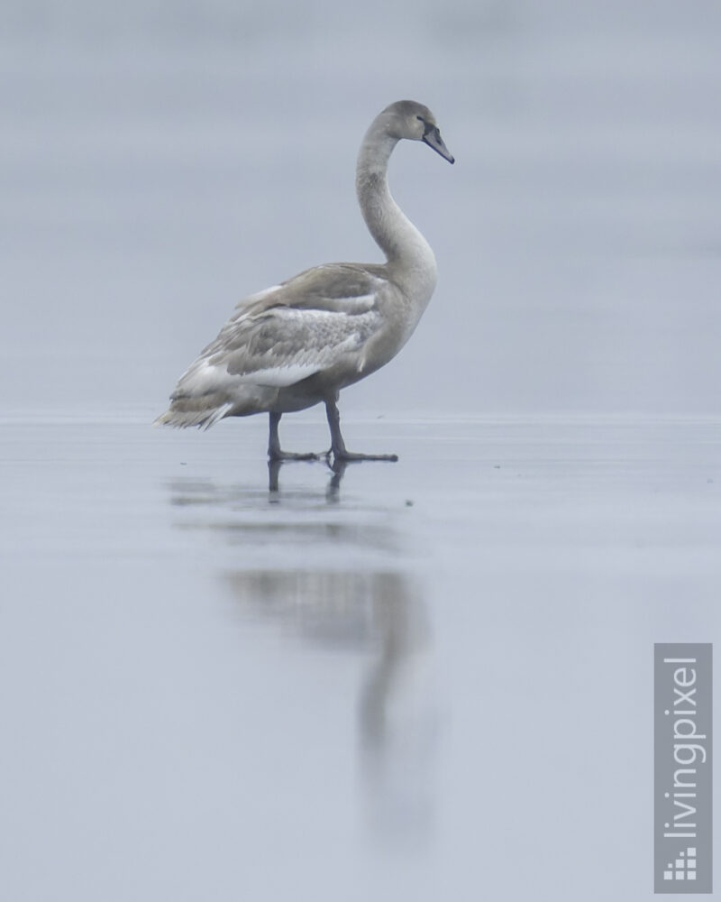 Höckerschwan (Mute swan)