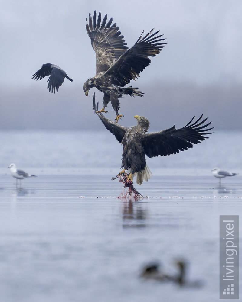 Seeadler (White-tailed eagle)
