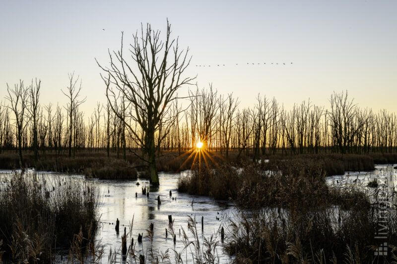 Sonnenaufgang im Stadtbruch Anklam