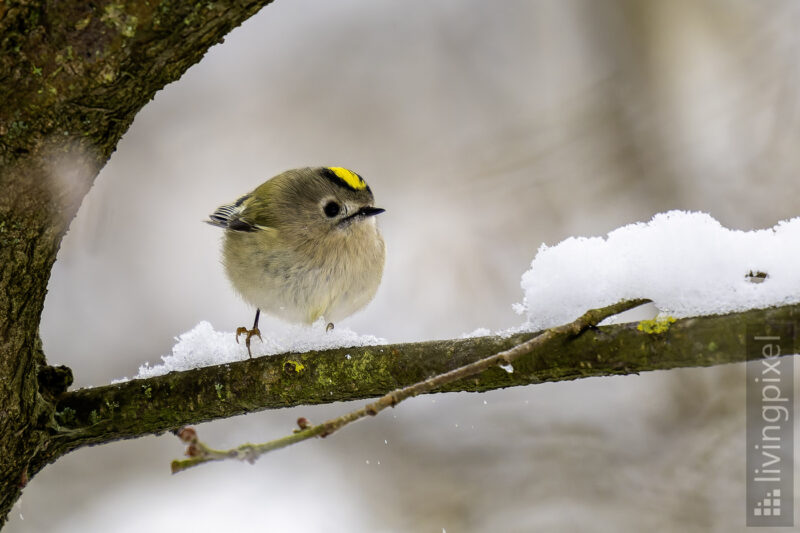Wintergoldhähnchen (Goldcrest)