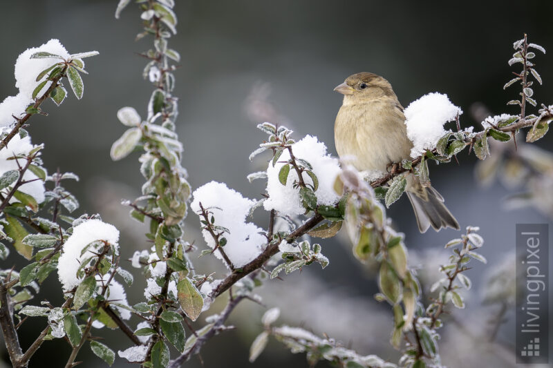Haussperling (House sparrow)
