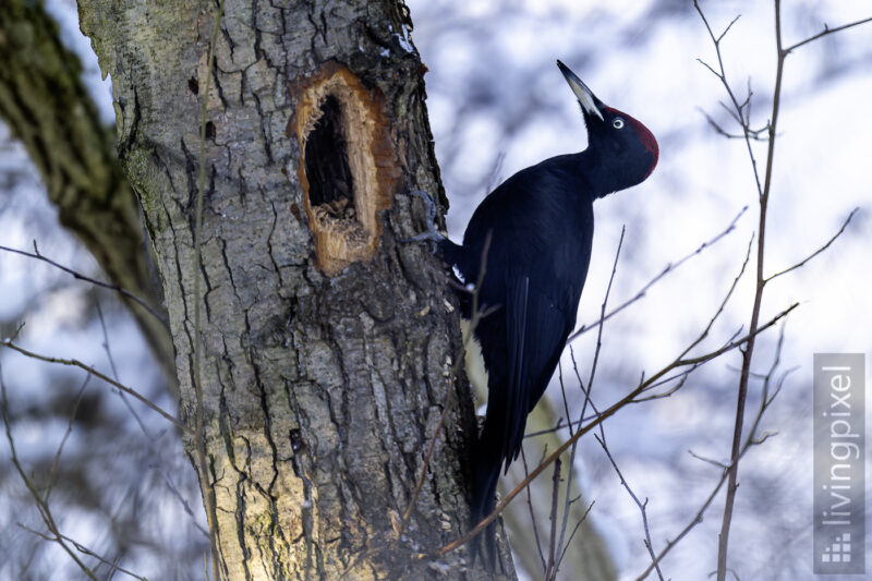 Schwarzspecht (Black woodpecker)