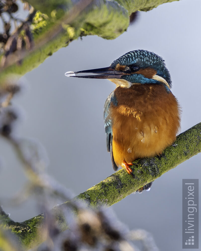 Eisvogel (Common kingfisher)