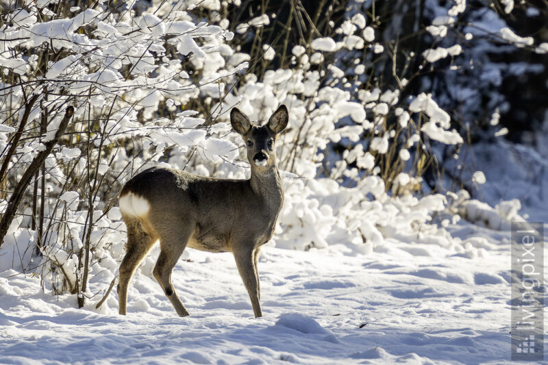 Reh (Roe deer)