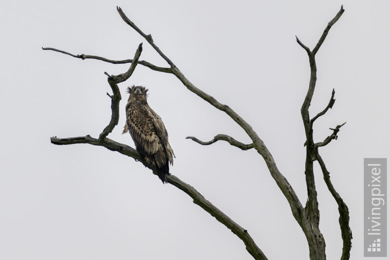 Seeadler (White-tailed eagle)
