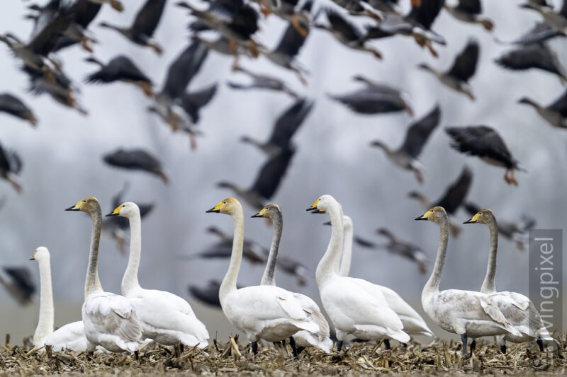 Singschwan (Whooper Swan)
