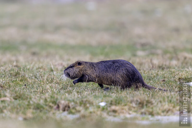 Nutria (Nutria)