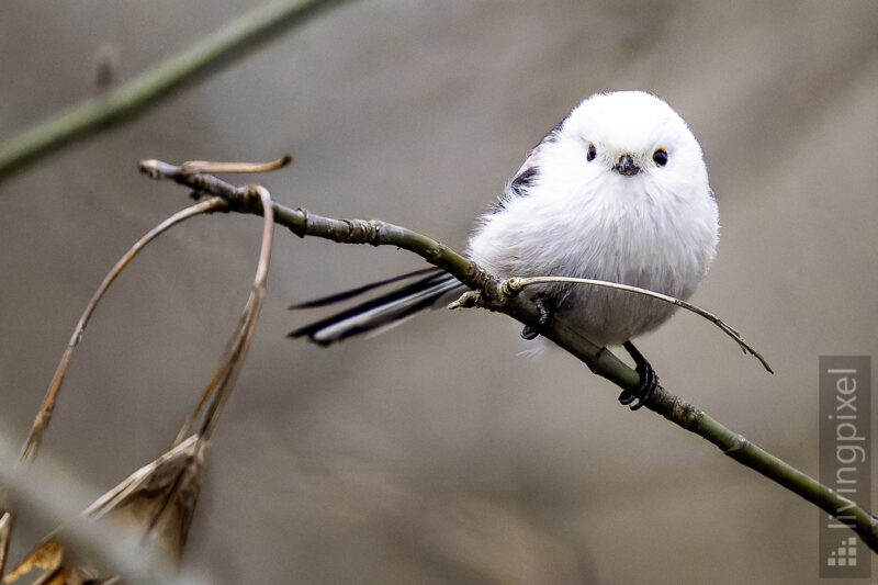 Schwanzmeise (Long-tailed tit)