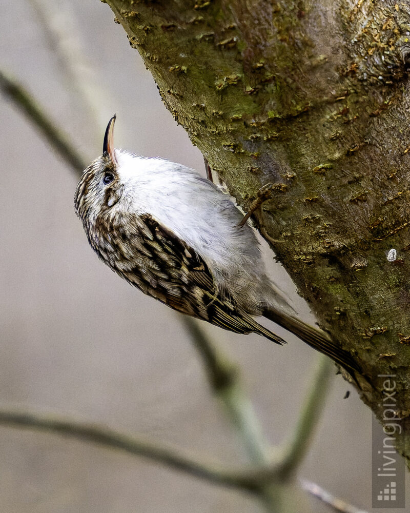 Waldbaumläufer (Certhia familiaris)