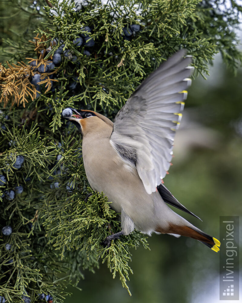 Seidenschwanz (Waxwing)