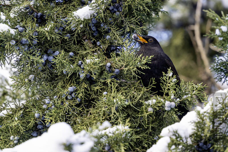 Amsel (Blackbird)