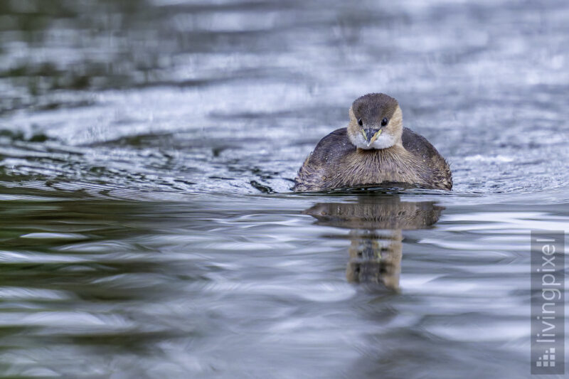 Zwergtaucher  (Little grebe)