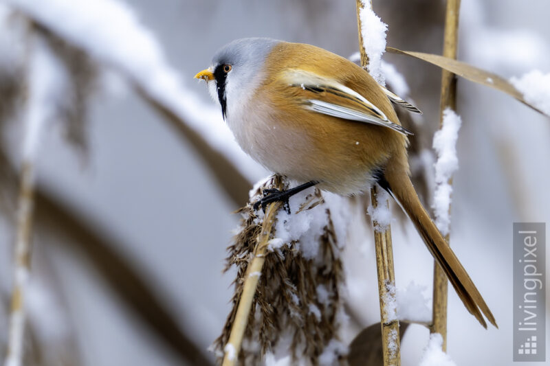 Bartmeise  (Bearded tit)