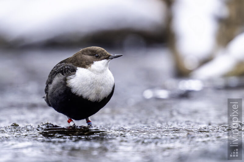 Wasseramsel (Dipper)