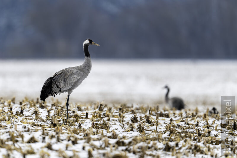 Kranich (Common crane)