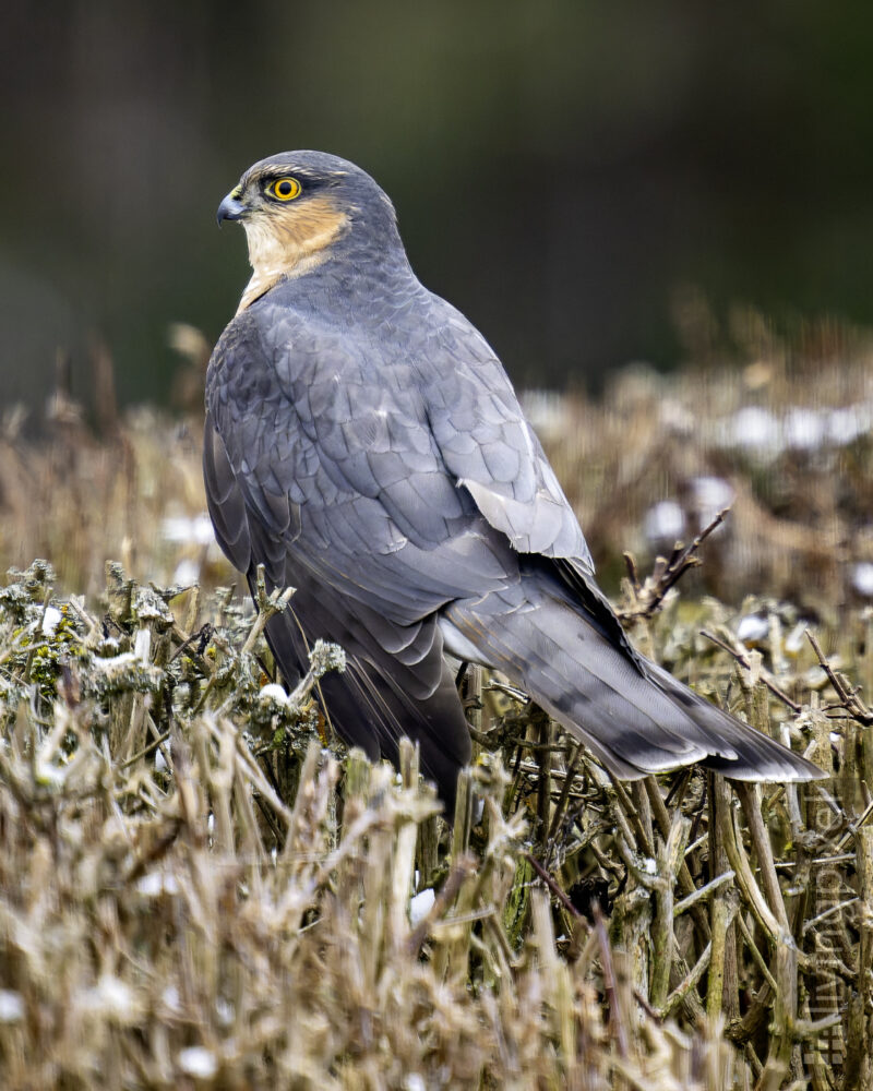 Sperebr (Sparrowhawk)