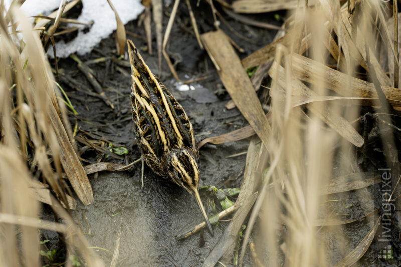 Zwergschnepfe (Jack snipe)