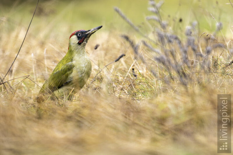 Grünspecht (Green woodpecker)