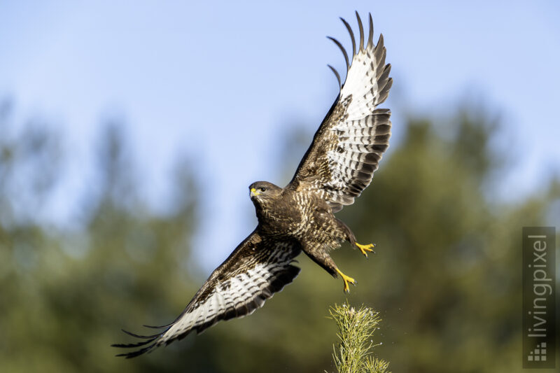 Mäusebussard (Common buzzard)
